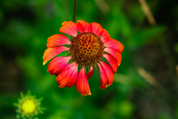 Summer blooming pine chrysanthemums, close-up of nature, plants, and flowers