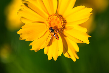 The yellow chrysanthemums that bloom in summer. Natural, plant, and floral backgrounds.
