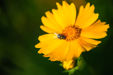 The yellow chrysanthemums that bloom in summer. Natural, plant, and floral backgrounds.