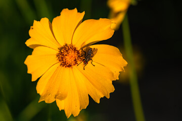 The yellow chrysanthemums that bloom in summer. Natural, plant, and floral backgrounds.