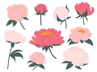 Blossomed peony flowers set. Floral buds, plants, bouquet. Beautiful blooms in flat style. Realistic botanical vector illustrations set isolated on white background.