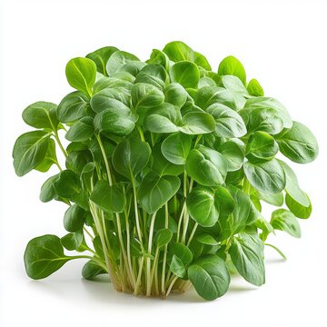 Fresh green spinach microgreens isolated on white background