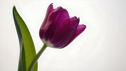 pink tulip isolated on white background