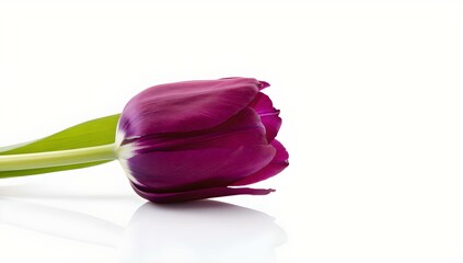 red tulip isolated on white