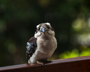 Kookaburra Birds in Cairns Australia Nature