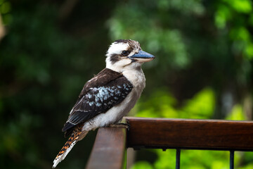 Kookaburra Birds in Cairns Australia Nature