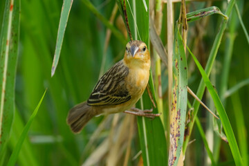 baya weaver (Ploceus philippinus) bird watching in the forest.