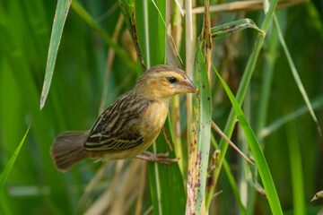 baya weaver (Ploceus philippinus) bird watching in the forest.