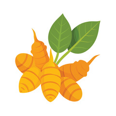 Fresh turmeric tuber vector art illustration
