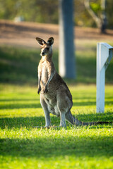 Exploring Australia's Unique and Diverse Wildlife