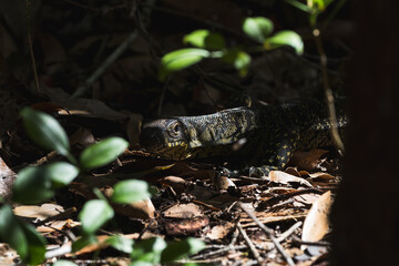 Exploring Australia's Unique and Diverse Wildlife