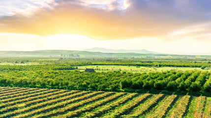 green spring farmland landscape of beautiful field with rows of vegetables and young fresh gardens...