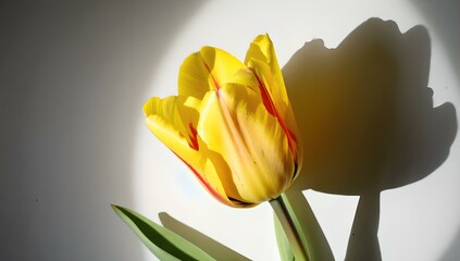 yellow tulip flower