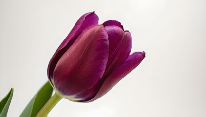 pink tulip isolated on white