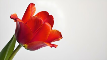 single red tulip