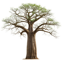 Fototapeta premium Majestic Baobab Tree African Icon, Isolated on White Background