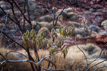 Discovering the Wonders of Kings Canyon in Australias Red Centre