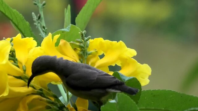 A little bird sipping nectar from flowers