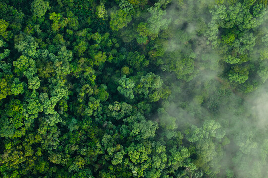 Aerial top view of green trees in forest