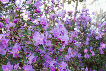 Fototapeta premium Bright pink flowers in the sun. The flower bush is blooming. Beautiful purple rhododendron flowers on a branch against the sky and trees.