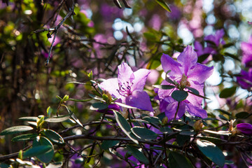 Bright purple flowers background. Delicate pink flowers of a rhododendron bush illuminated by the sun. Natural floral background with beautifully blooming plants