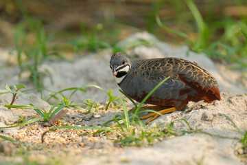 Blue-breasted Quail (Synoicus chinensis ) bird watching in the forest.