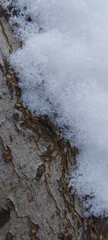 Close-up of fresh snow resting on textured tree bark. Winter natural background showing seasonal contrast between soft snow and rugged wood surface.