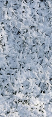 Winter snow-covered grass with fine white frost and visible blades underneath, ideal for seasonal backgrounds, weather visuals, and nature transition concepts
