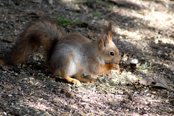 squirrel in the park