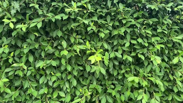 Leaves wall sways gently in wind with layered green foliage and natural texture close-up
