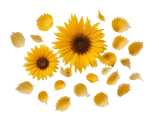 A soft and detailed arrangement of sunflower petals floating freely, isolated for natural and floral designs.