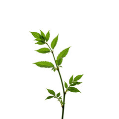 Fototapeta premium A delicate branch with fresh green leaves, perfect for natural and minimalistic designs.