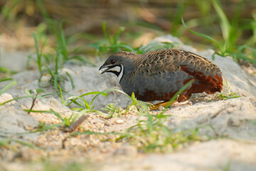Blue-breasted Quail (Synoicus chinensis ) bird watching in the forest.