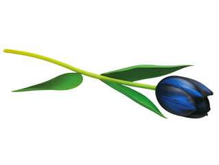 Obraz premium Isolated Blue Tulip Illustration Against A Transparent Background