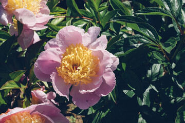 Beautiful bicolor peony flowers blooming in the garden, close-up view. Natural background.