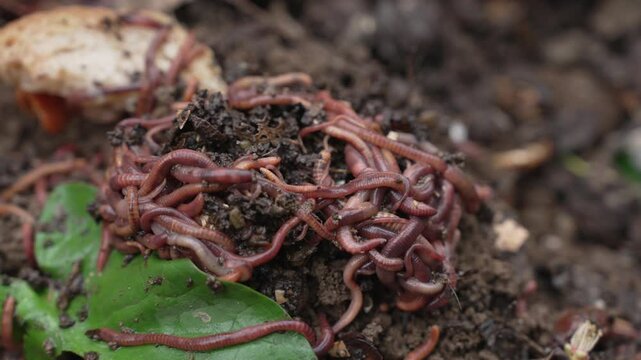 Fishing Worms. The worms used for composting are known by various names; brandling, manure, red or tiger worms