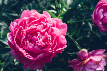 Beautiful pink peony flowers blooming in the garden, close-up view. Natural background.