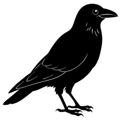 crow on a white background
