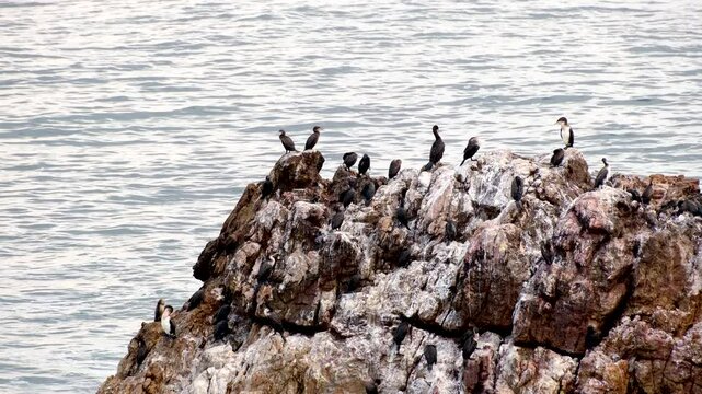 Cormorants (shags) perched on white guano covered coastal rock bask in sun