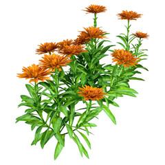 3D Rendering Calendula Flowers on White