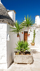 traditional trullo house with white wall, pointed stone roof and palm plant in flowerpot in a sunny alley of alberobello, apulia, italy