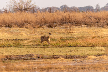 Telephoto of a female steenbok running across the Okavango delta.