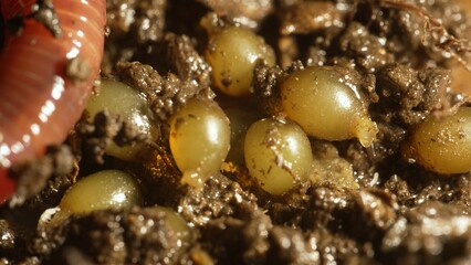 Compost worm eggs. Red Wiggler Worm Cocoons