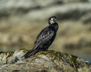 Exploring New Zealands Diverse Wildlife: Albatrosses, Seagulls, and Whales