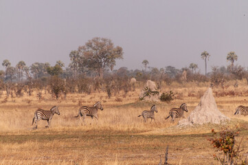 Telephoto shot of a large herd of Burchell's Plains zebras, Equus quagga burchelli, running on the dry lands of the Okavango Delta, Botswana.