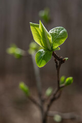 Newly budding tree branch. Fruit tree budding in spring.