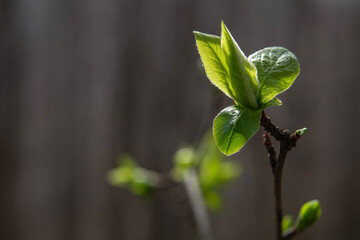 Newly budding tree branch. Fruit tree budding in spring.