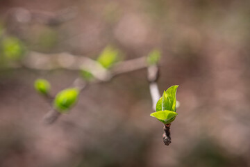 Newly budding tree branch. Fruit tree budding in spring.
