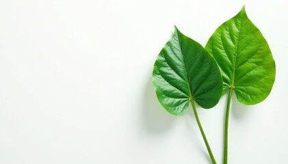 Delicate Monstera leaves with isolated stems on white background, botanical, monstera