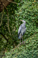 Grey Heron Ardea Cinerea On Tree Branch